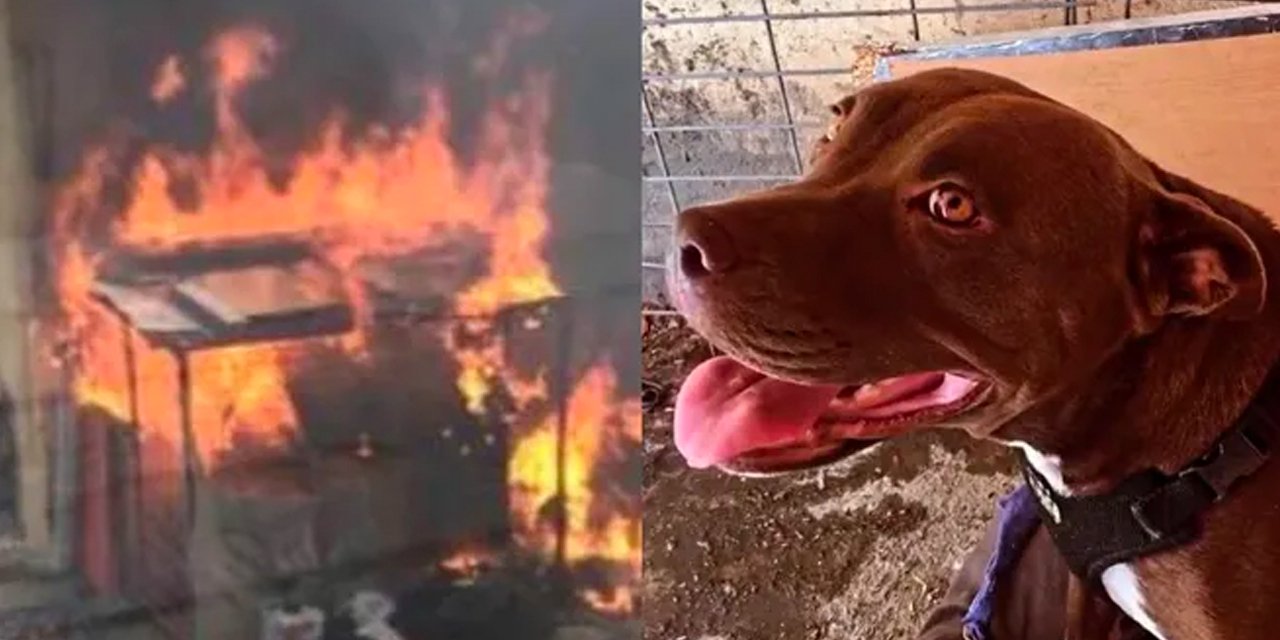 Kulübesindeki köpeği yakarak öldürdüler