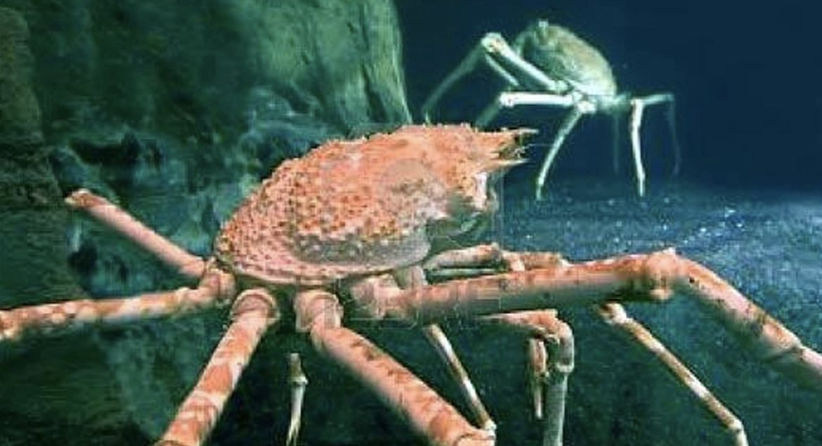 Alaska'da kar yengeçlerinin yüzde 90'ı yok oldu