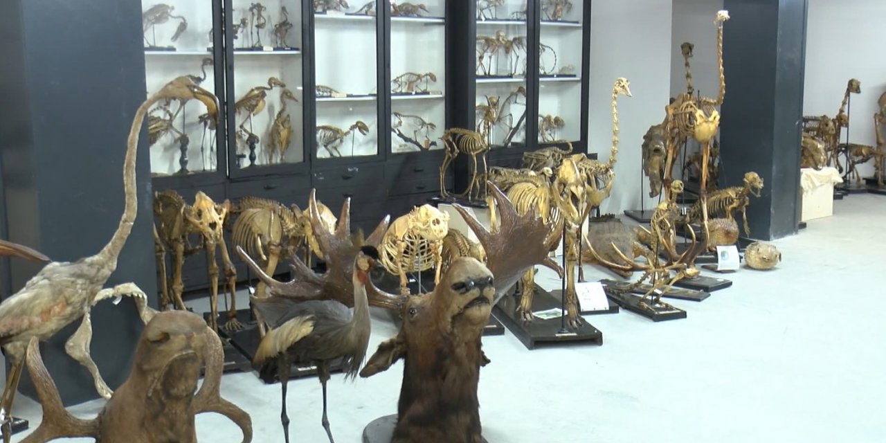 Türkiye'nin ilk zooloji müzesi 7 yıl sonra yeniden açılıyor