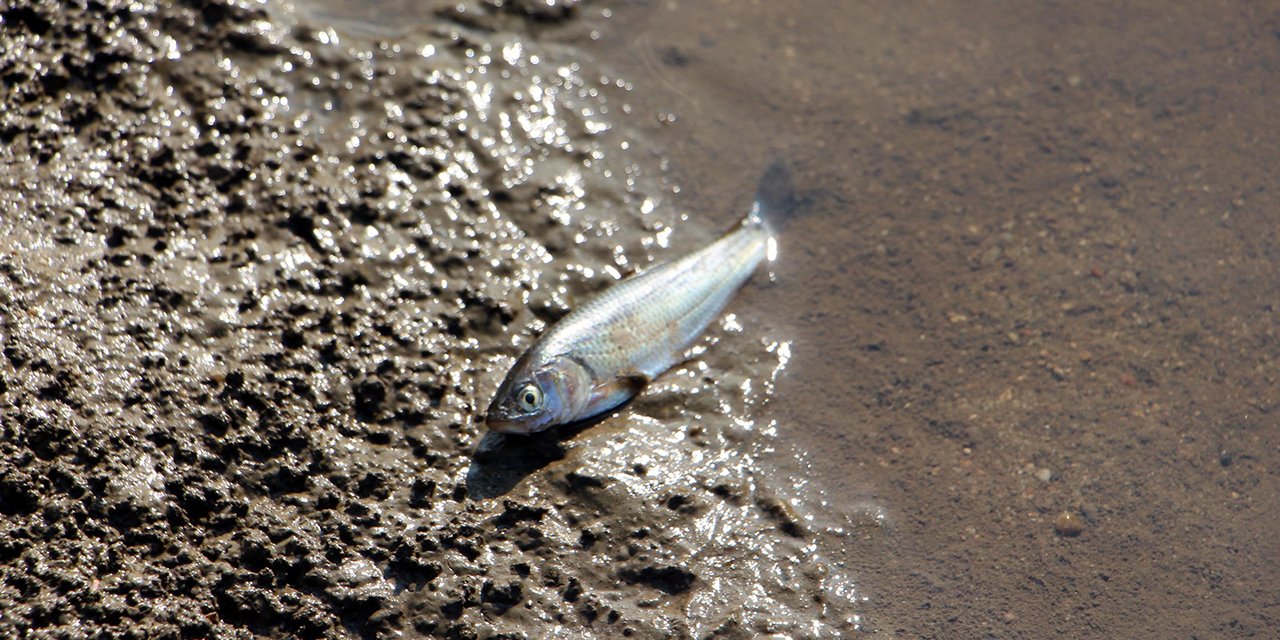 Tunca Nehri'nde balık ölümleri