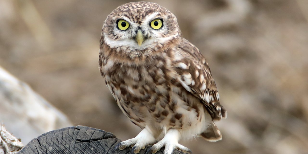 Kukumav kuşu, Ağrı Dağı eteklerinde görüntülendi