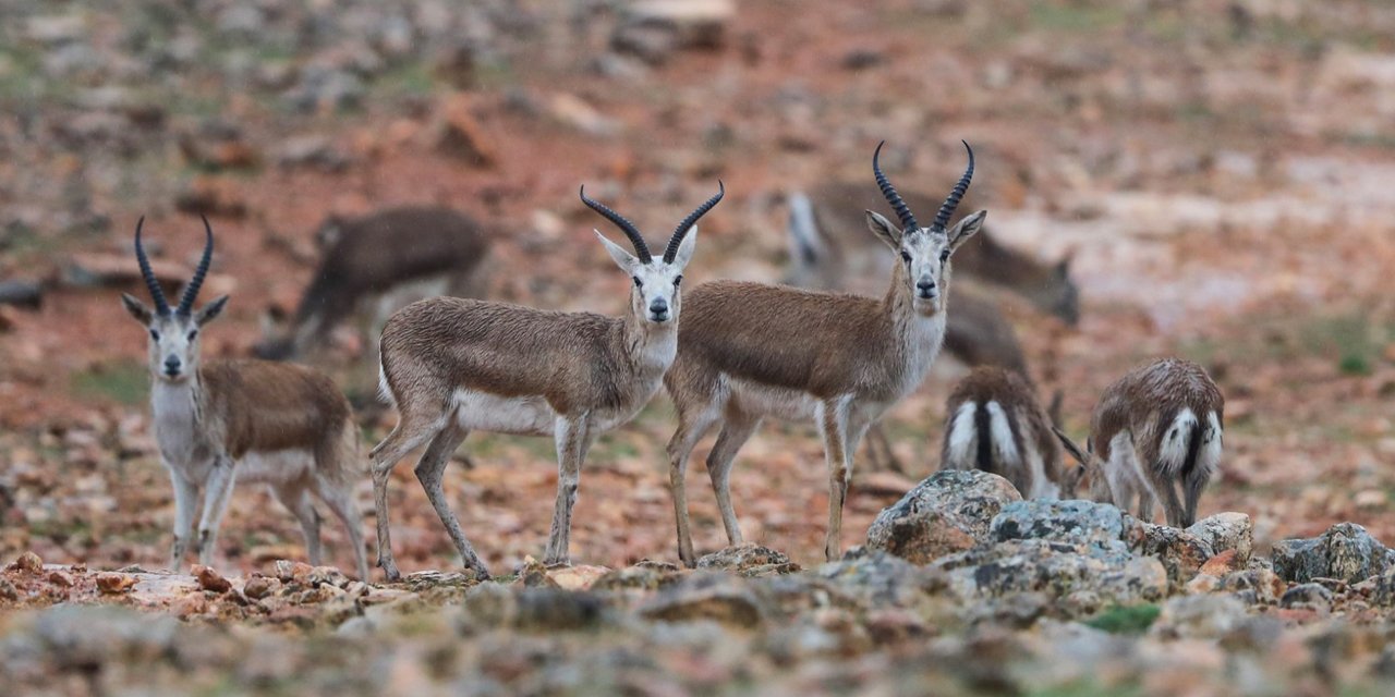 İstanbul'da bir çiftlikte 16 yabani ceylan ele geçirdi