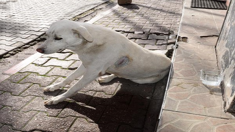 Sokak köpeğini jiletle yaraladılar