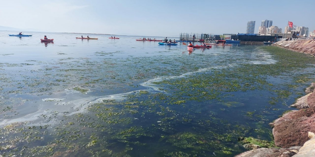 İzmir sahillerinde deniz marulu istilası