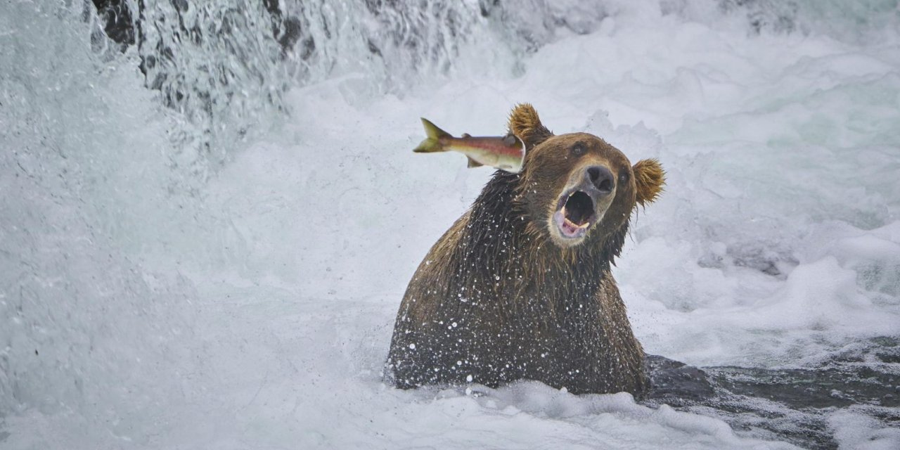 Yaban Hayatı Komik Fotoğraflar Yarışması'ndan eğlenceli kareler