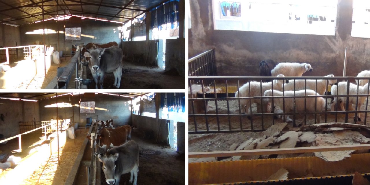 Mardin'de çiftlik kuran üretici: 20 inekle başladım, 4 tane kaldı