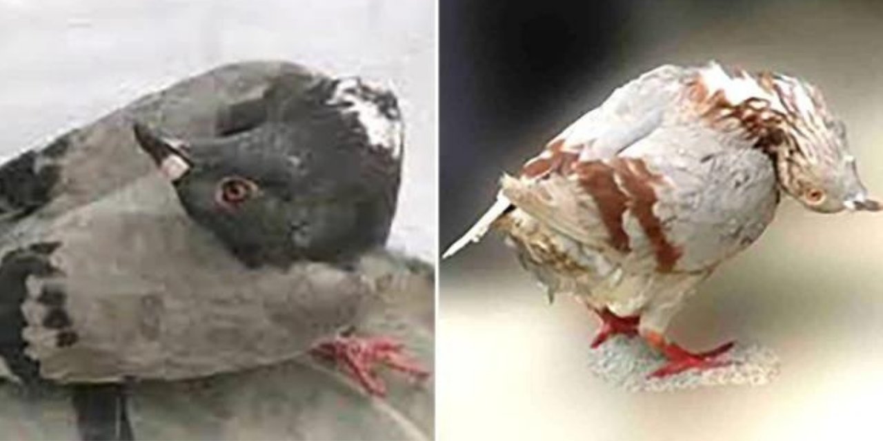 Zombi güvercin salgını: Kanatları var ama uçamıyorlar