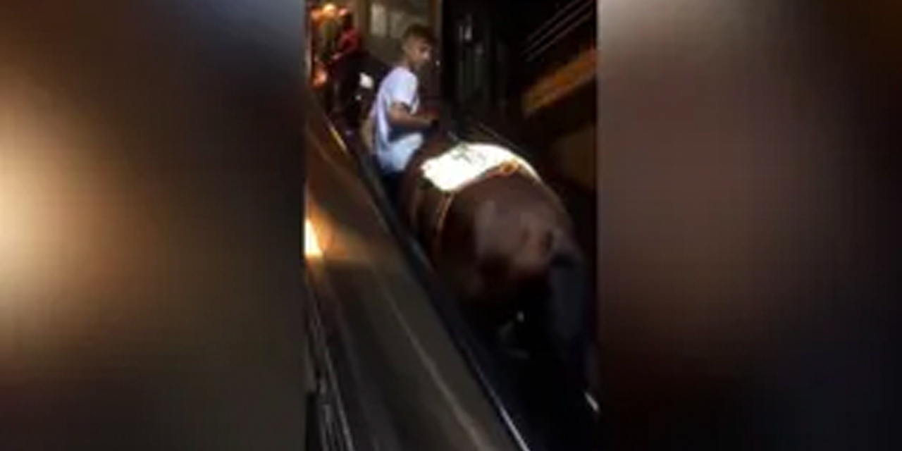 Yürüyen merdivenlerden çıkan at viral oldu