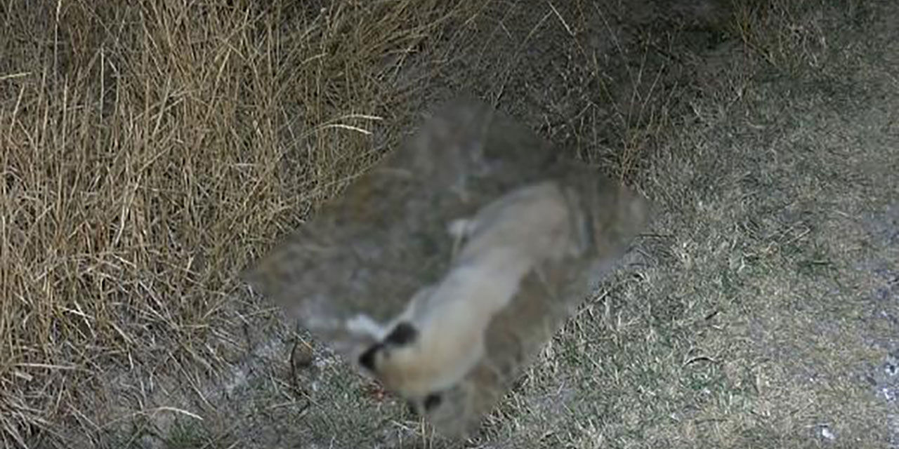 Ankara'da hayvan katliamı