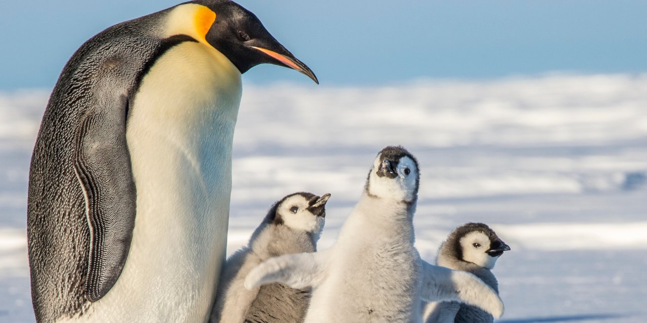 İmparator penguenler yok olma tehlikesiyle karşı karşıya