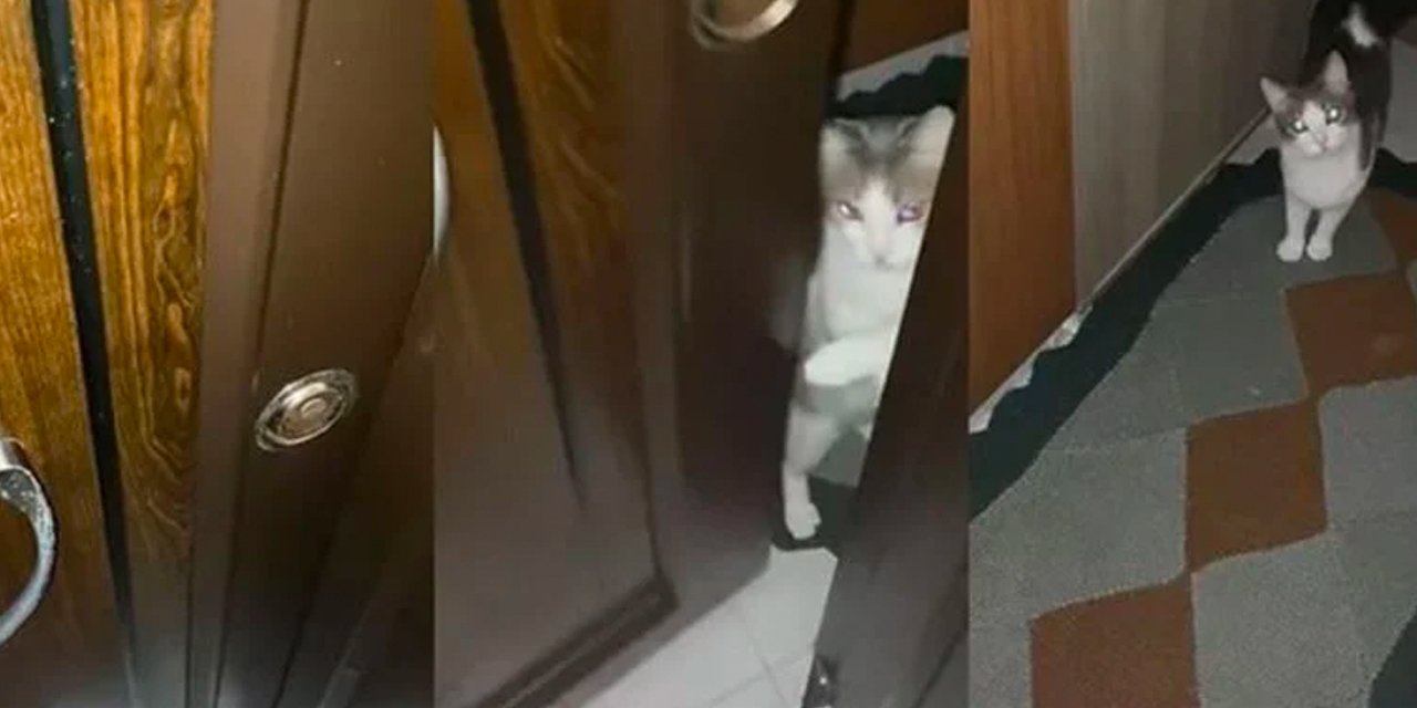 Anahtarını evde unutunca kapıyı kedi açtı