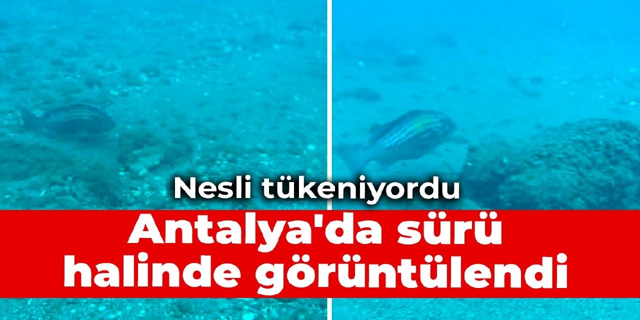 Nesli tükeniyordu: Antalya'da sürü halinde görüntülendi