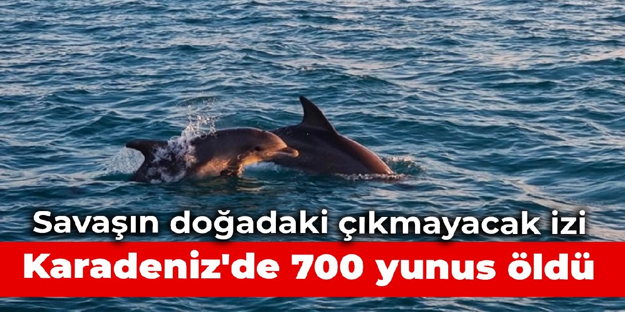 Savaşın doğadaki çıkmayacak izi: Karadeniz'de 700 yunus öldü