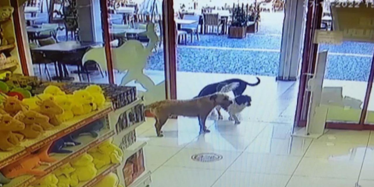 Köpekler mağazadan oyuncak çaldı
