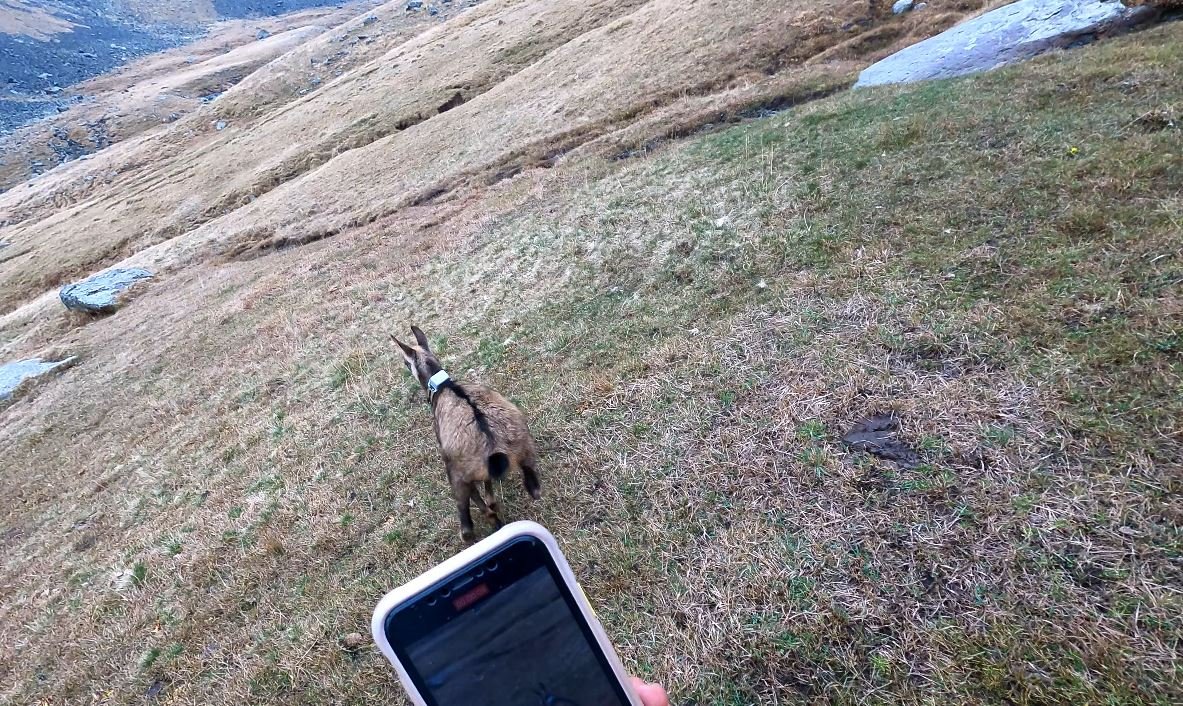 Çengel boynuzlu dağ keçisine GPS'li koruma