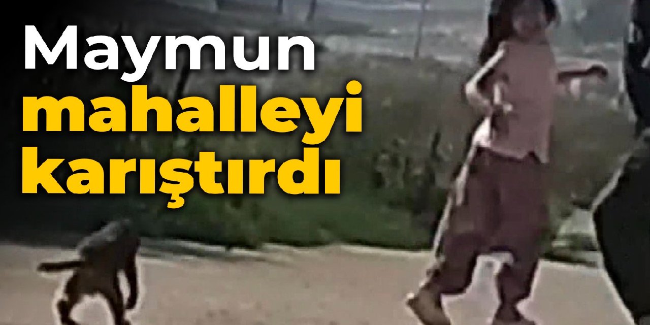 Büyükçekmece'de maymun mahalleyi karıştırdı