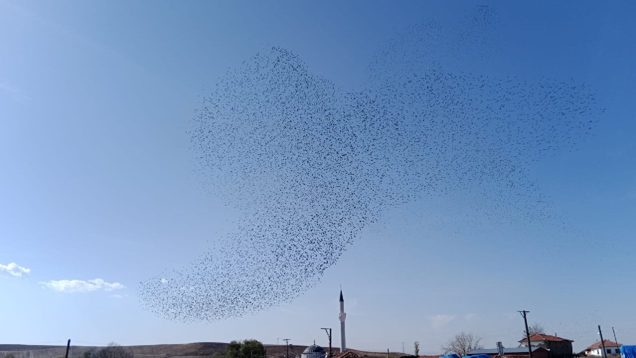 Sığırcıkların dansı