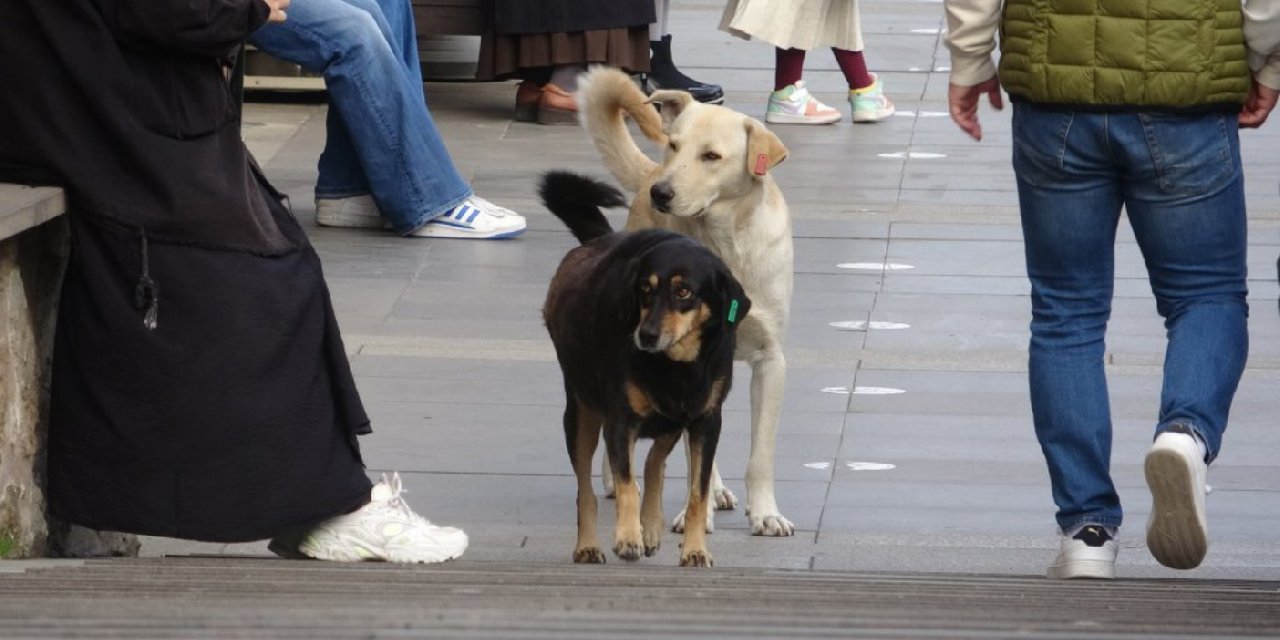 Sahipli köpeklere 'ağızlık' kararı: Hayvanseverlerden tepki