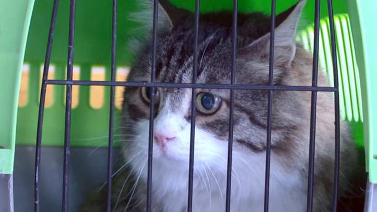 CHP'nin kedisi "Şero" bir haftalık tedavi sonrası yeniden evinde!