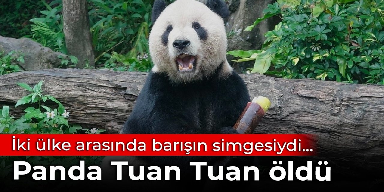 İki ülke arasında barışın simgesiydi... Panda Tuan Tuan öldü
