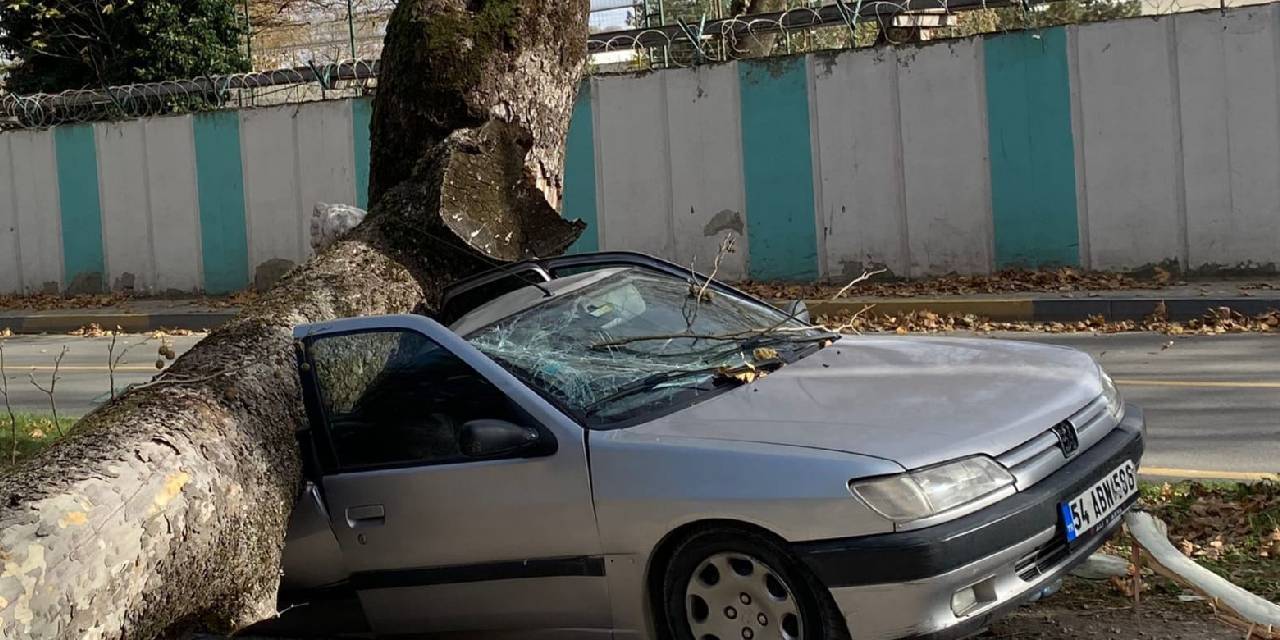 Sakarya’da lodos; Otomobilin üzerine ağaç devrildi