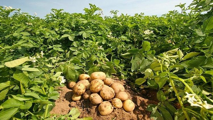 400 bin ton patates neden elimizde kaldı?