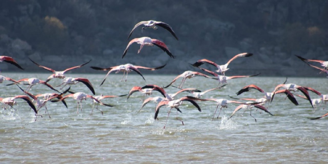 Flamingolar Tuz Gölü'nü terk ediyor