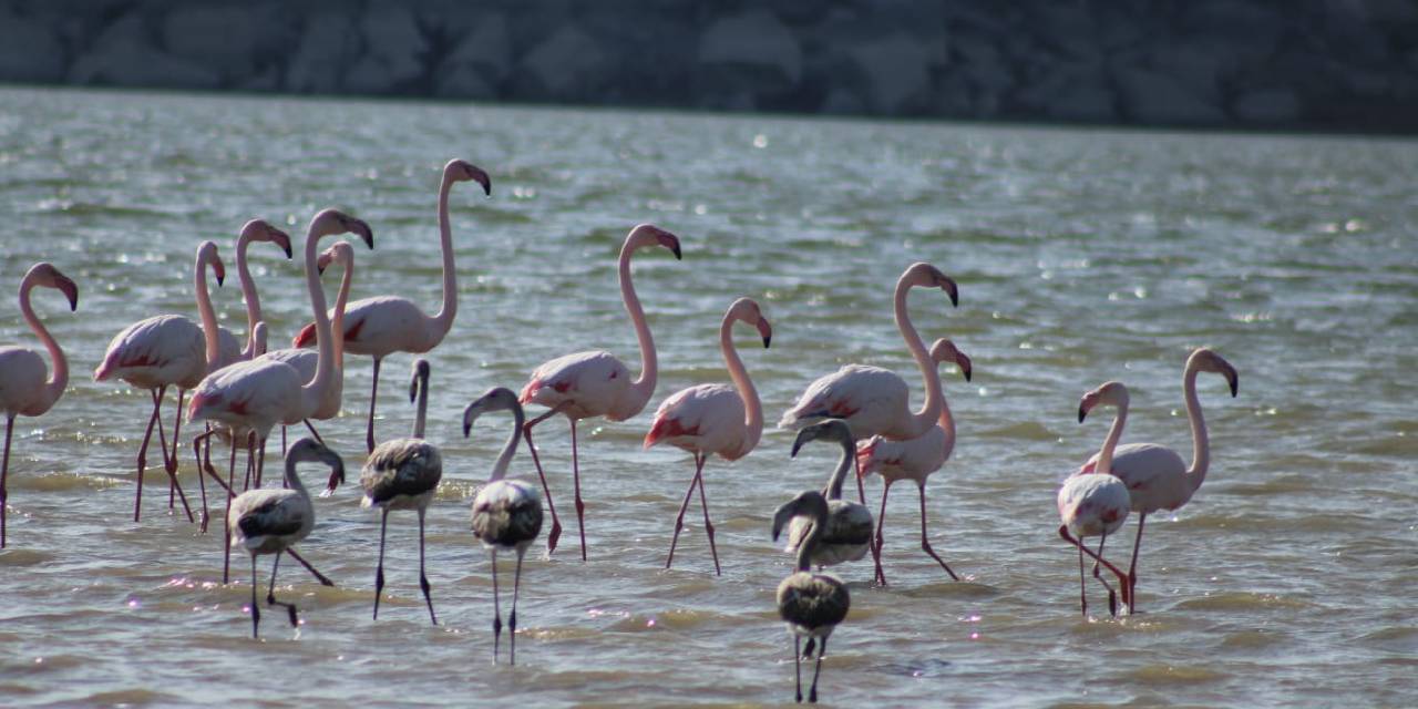 Tuz Gölü’nde sular azalınca, flamingolar sulak alanlara kanat çırptı