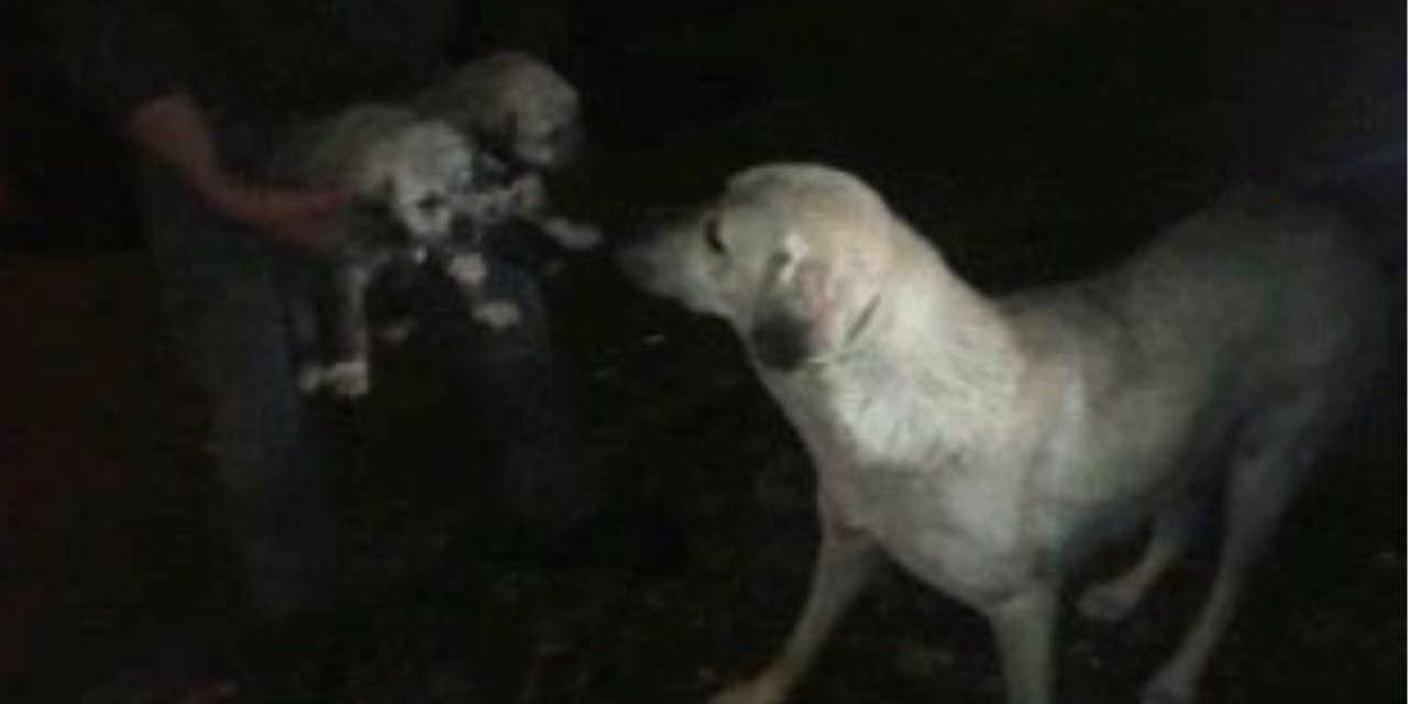 Anne köpek, kanala düşen yavrularının kurtarılmasını bekledi