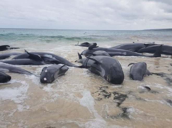 Avustralya sahilinde şoke eden görüntü… Yüzlerce pilot balina karaya vurdu