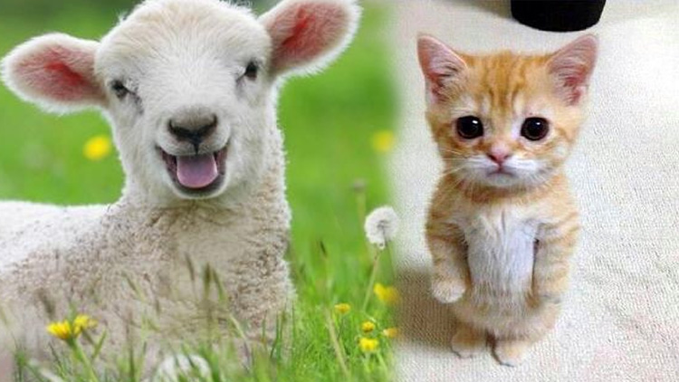 Yaramaz kedi ağıla girdi, olan koyunlara oldu!