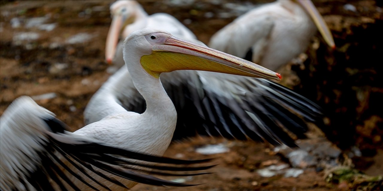 Peru'da 13 bin pelikan öldü