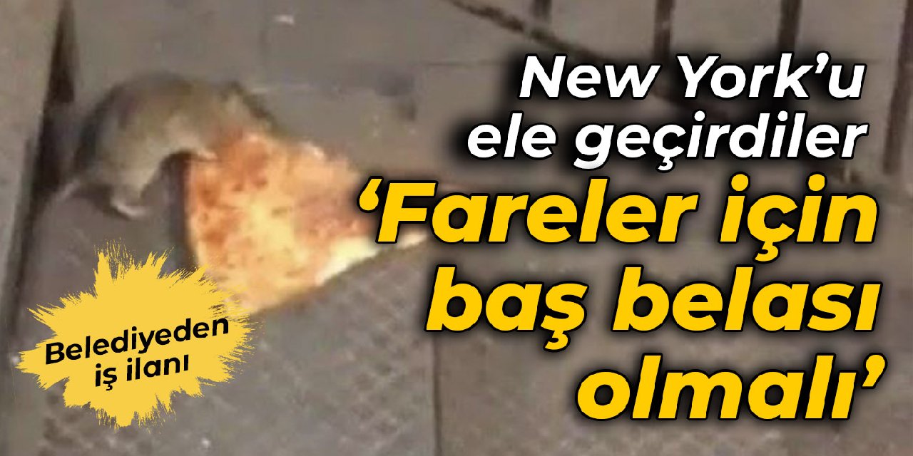 New York'un başı farelerle dertte: Belediyeden ilginç iş ilanı