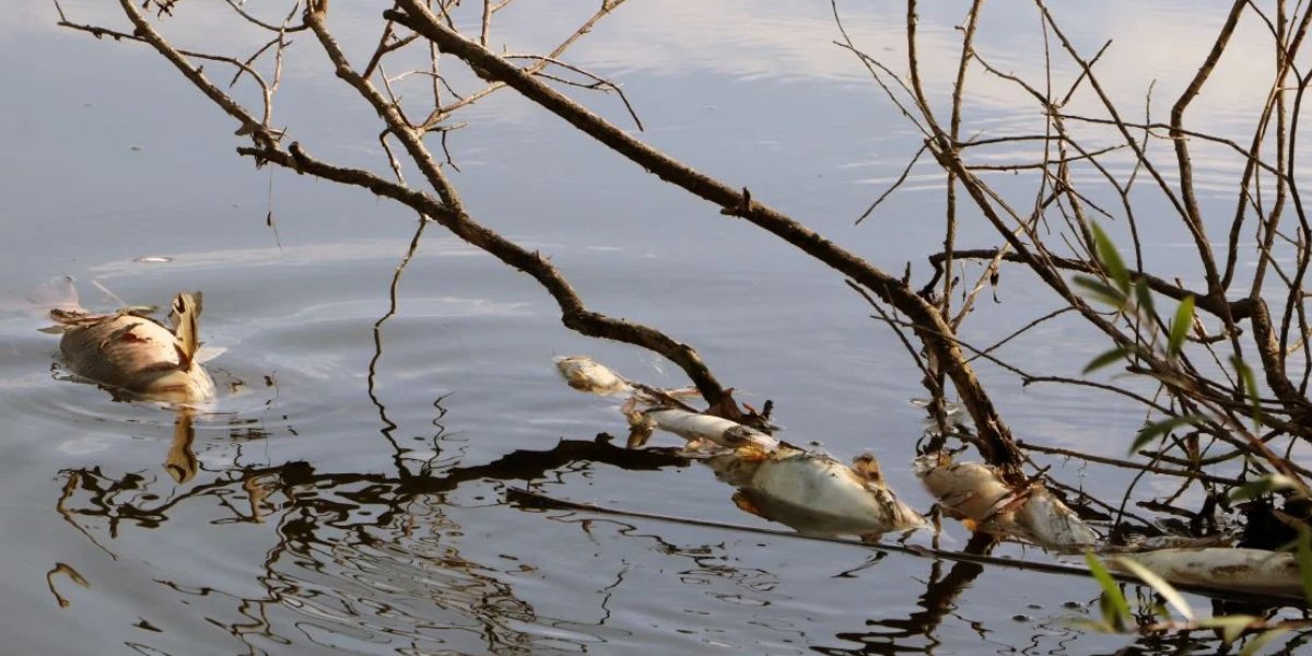 Ceyhan'da arı ve balık ölümü: Kimyasal atık faciası