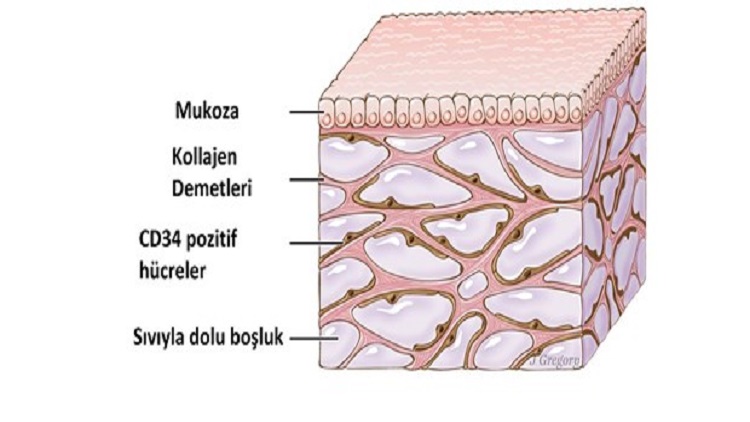 İnsan vücudunda yeni bir organ keşfedildi