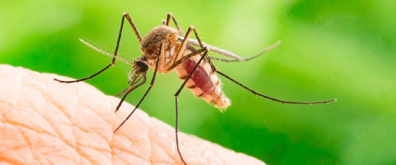 O vızıltıdan kurtulmanın sırrını size kimse söylemiyor: Sivrisinekler bakın neden sizi daha lezzetli buluyor