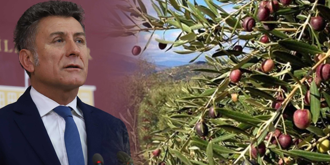 CHP'li Sarıbal: AKP, zeytinlikleri yok etmeye yemin etmiş