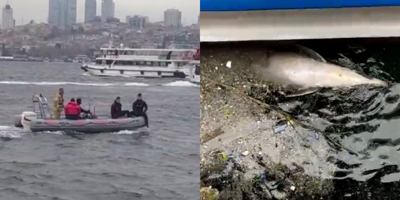 Üsküdar'da ölü yunus bulundu