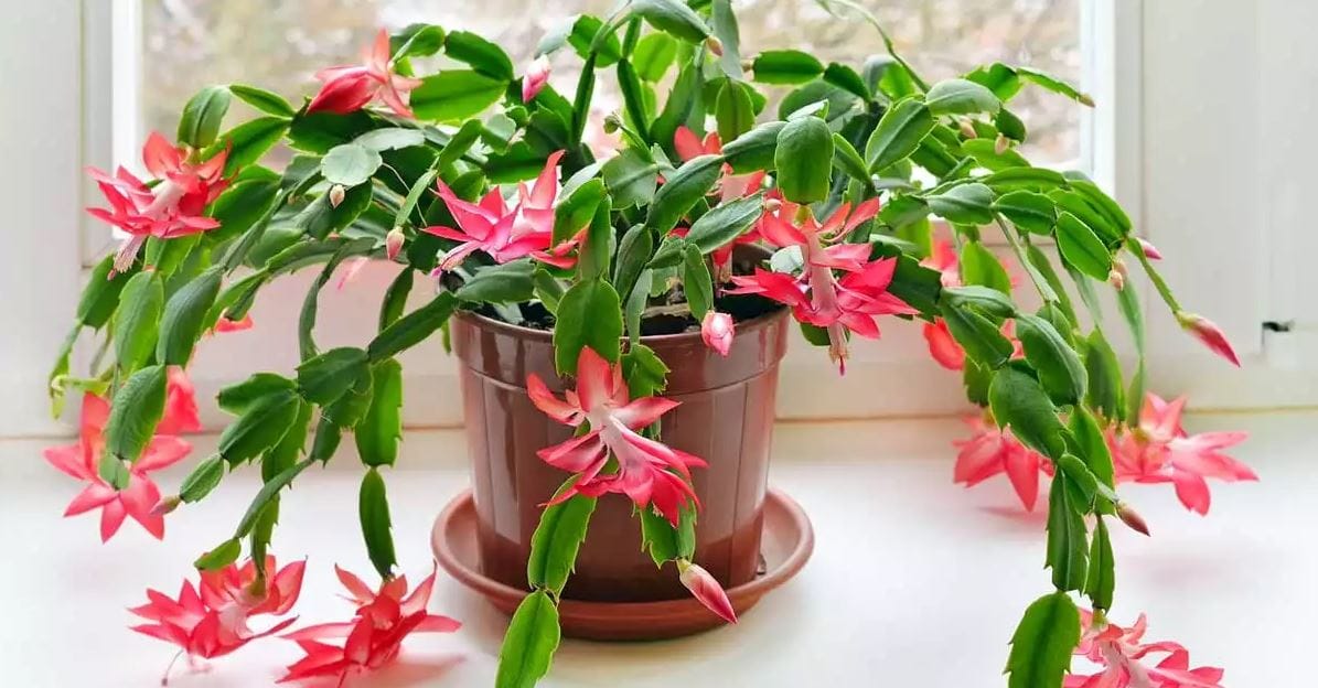 Yeni yıla sihir gibi renk katan yılbaşı kaktüsü