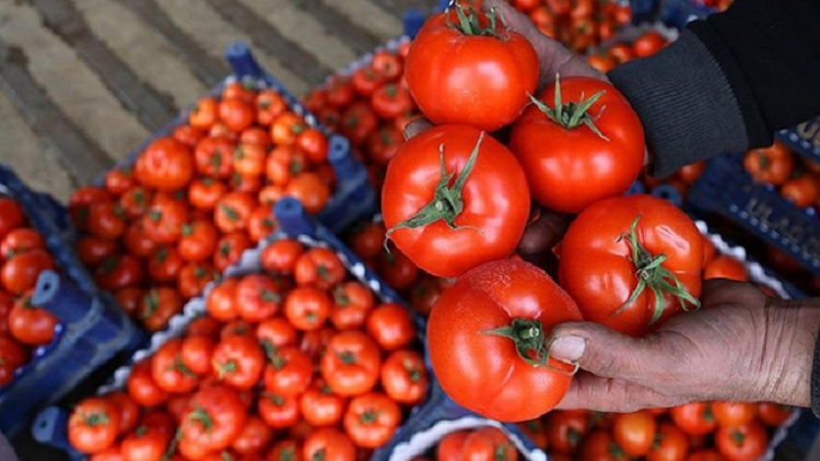 Nükleer mi daha tehlikeli domates mi?