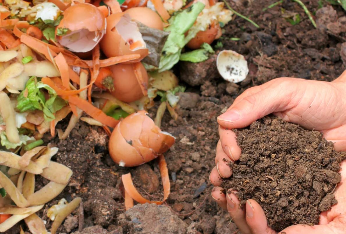 Çöpe atılan yumurta kabuklarıyla çiçekleriniz coşsun