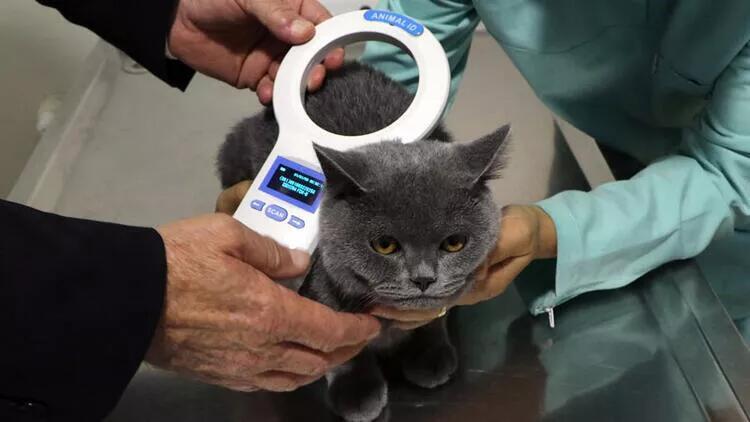 Son gün 31 Aralık, o hayvanlara çip cezası yok