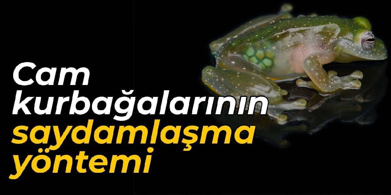 Cam kurbağalarının süper gücü: Böyle saydamlaşıyorlar