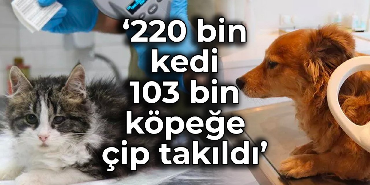 İstanbul İl Tarım Müdürü: 220 bin kedi, 103 bin köpeğe çip takıldı