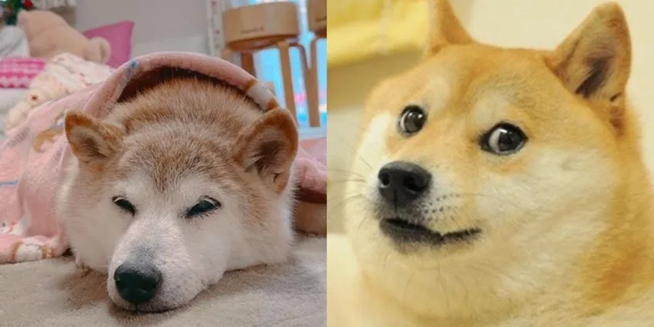 'Dogecoin'e ilham olan 17 yaşındaki köpek kansere yakalandı