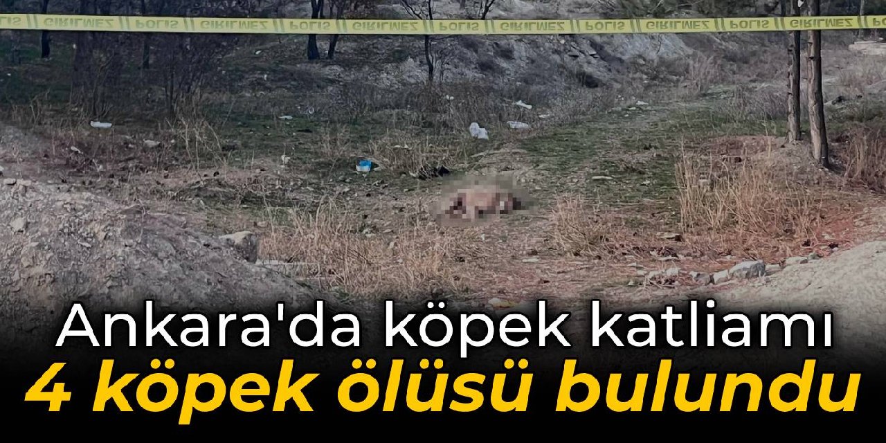Ankara'da hayvan katliamı: Tüfekle öldürülmüş 4 köpek bulundu