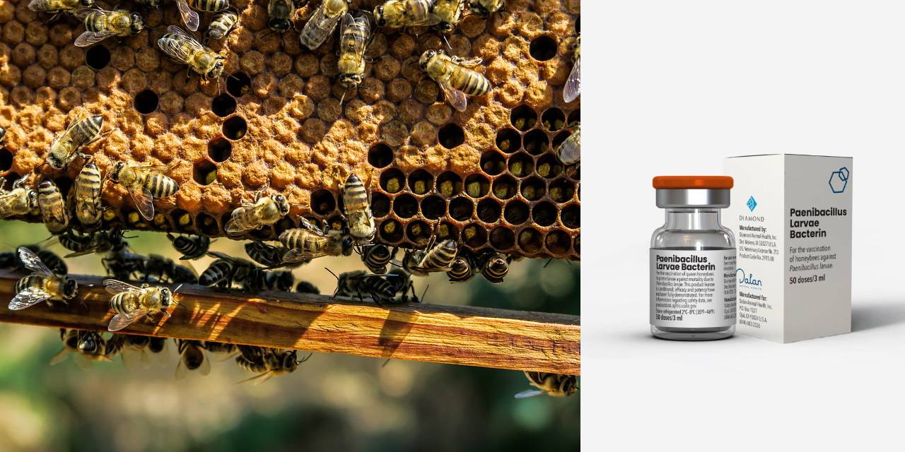 ABD Tarım Bakanlığı, arı aşısını onayladı