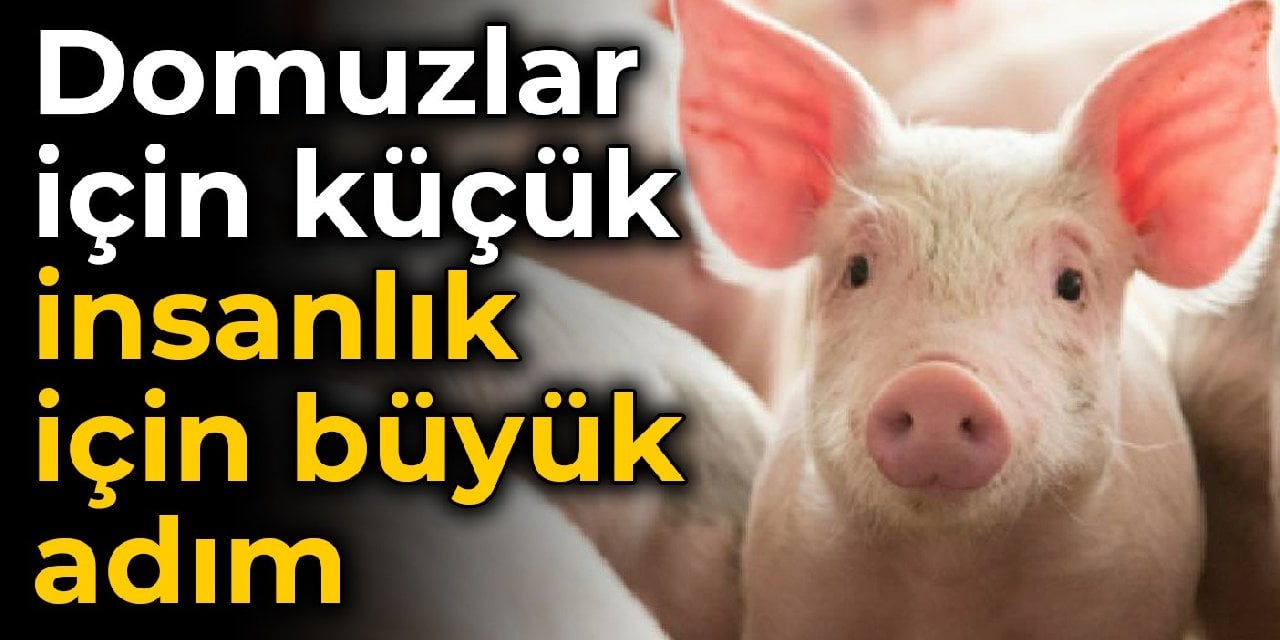 Domuzlar için küçük, insanlık için büyük adım