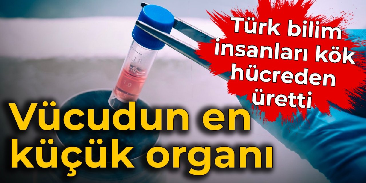 Türk bilim insanları kök hücreden üretti: Vücudun en küçük organı