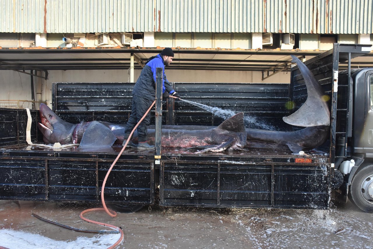 İzmir'de yakalanan köpek balığı eğitim amaçlı mumyalanıp, sergilenecek